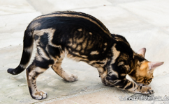 marbled Bengal Hessen